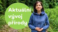 Lípy se chystají kvést